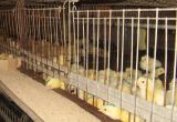 Опытные цыплята-бройлеры в условиях птицефабрики
